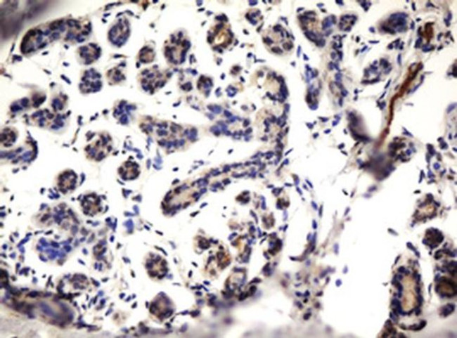 ZNF280A Antibody in Immunohistochemistry (Paraffin) (IHC (P))