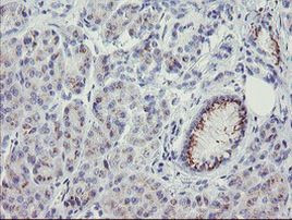 THAP6 Antibody in Immunohistochemistry (Paraffin) (IHC (P))