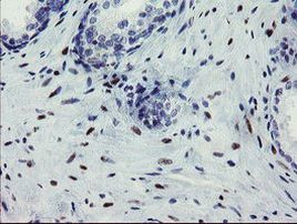 THAP6 Antibody in Immunohistochemistry (Paraffin) (IHC (P))