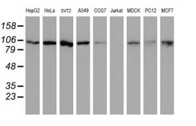 Cullin 4B Antibody in Western Blot (WB)