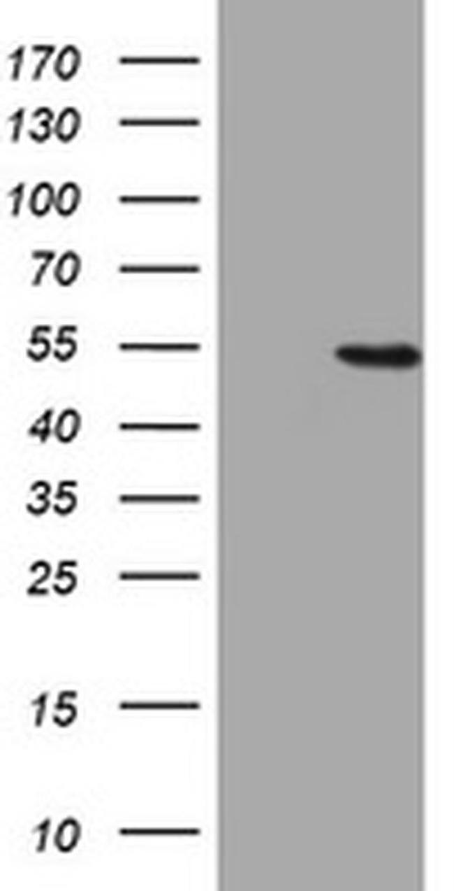 HMGXB4 Antibody in Western Blot (WB)