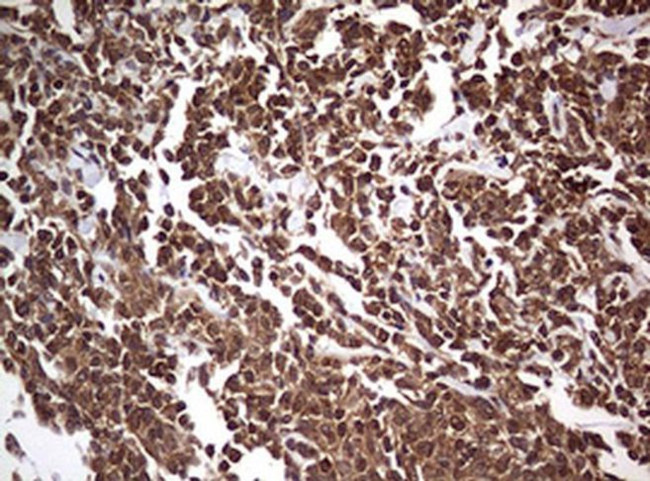 USP44 Antibody in Immunohistochemistry (Paraffin) (IHC (P))