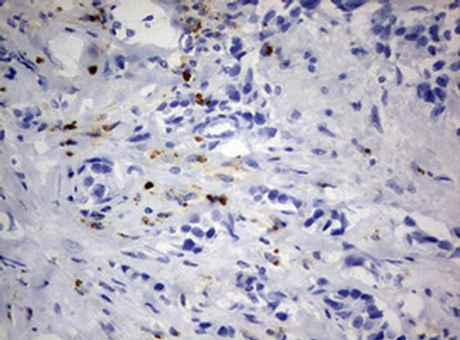 PEG3 Antibody in Immunohistochemistry (Paraffin) (IHC (P))