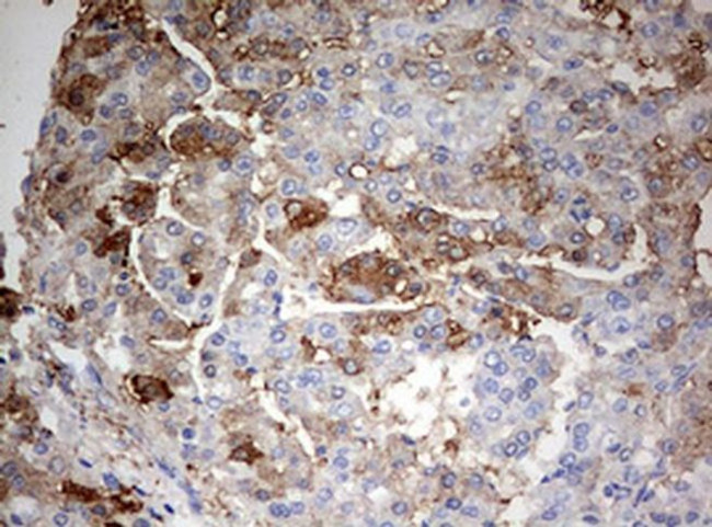C3orf15 Antibody in Immunohistochemistry (Paraffin) (IHC (P))