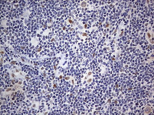 RTRAF Antibody in Immunohistochemistry (Paraffin) (IHC (P))
