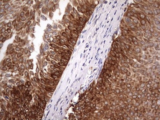 Filensin Antibody in Immunohistochemistry (Paraffin) (IHC (P))