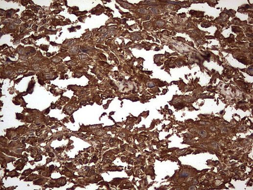 SNX12 Antibody in Immunohistochemistry (Paraffin) (IHC (P))