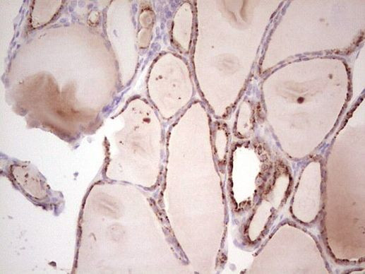 SENP8 Antibody in Immunohistochemistry (Paraffin) (IHC (P))