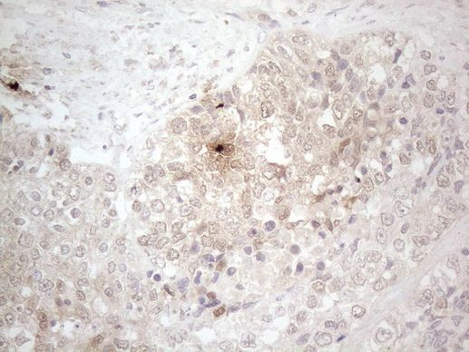 Aspartoacylase Antibody in Immunohistochemistry (Paraffin) (IHC (P))