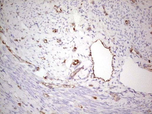 NFS1 Antibody in Immunohistochemistry (Paraffin) (IHC (P))