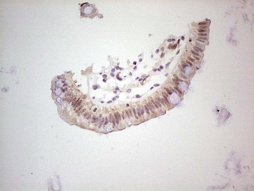 DUSP10 Antibody in Immunohistochemistry (Paraffin) (IHC (P))