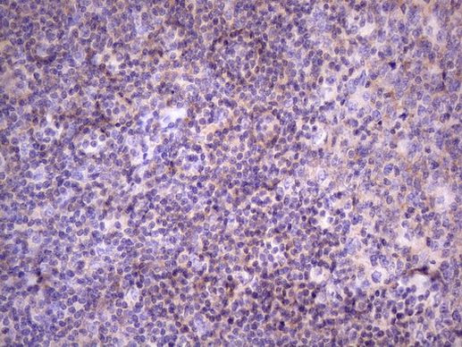 FBXO8 Antibody in Immunohistochemistry (Paraffin) (IHC (P))