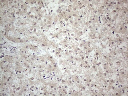 PCDHGC5 Antibody in Immunohistochemistry (Paraffin) (IHC (P))