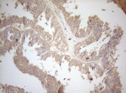 MS4A12 Antibody in Immunohistochemistry (Paraffin) (IHC (P))