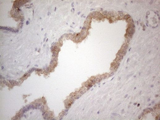 CDC42SE2 Antibody in Immunohistochemistry (Paraffin) (IHC (P))