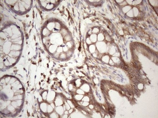 CDC42SE2 Antibody in Immunohistochemistry (Paraffin) (IHC (P))