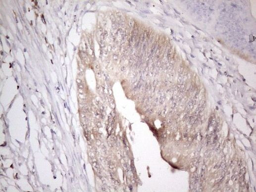 ZNF69 Antibody in Immunohistochemistry (Paraffin) (IHC (P))