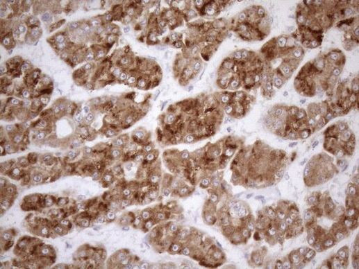 NGDN Antibody in Immunohistochemistry (Paraffin) (IHC (P))