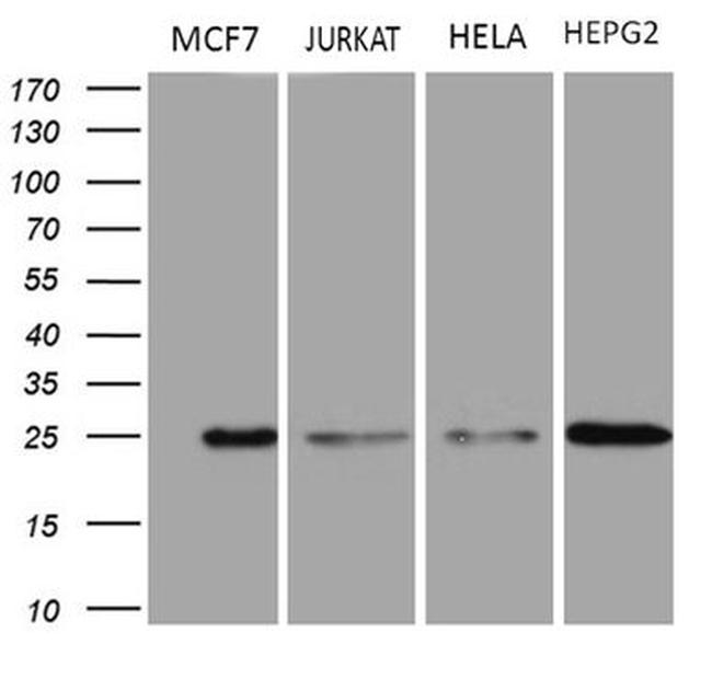 TSN Antibody in Western Blot (WB)