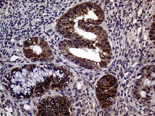 STX18 Antibody in Immunohistochemistry (Paraffin) (IHC (P))