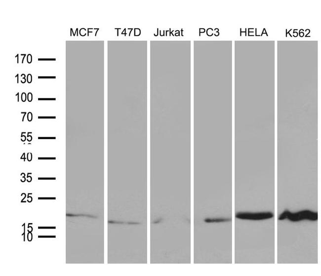 PC4 Antibody in Western Blot (WB)