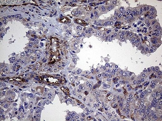 TRMT12 Antibody in Immunohistochemistry (Paraffin) (IHC (P))