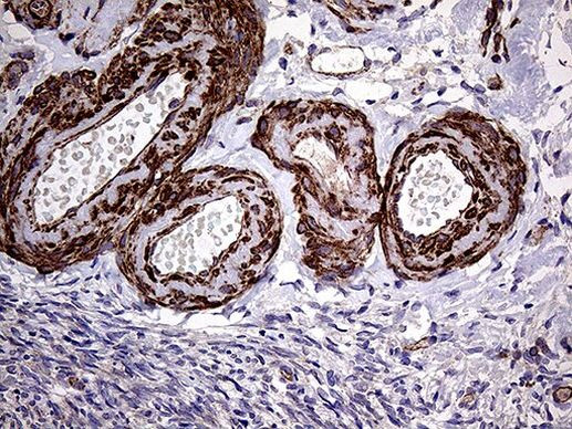 TRMT12 Antibody in Immunohistochemistry (Paraffin) (IHC (P))
