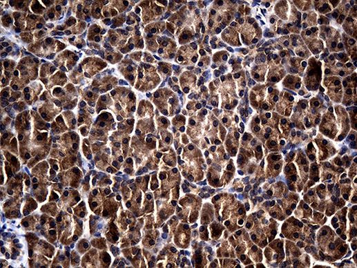 RGS13 Antibody in Immunohistochemistry (Paraffin) (IHC (P))