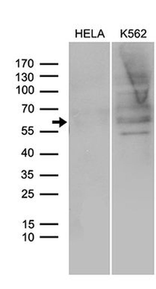 SPAG4 Antibody in Western Blot (WB)