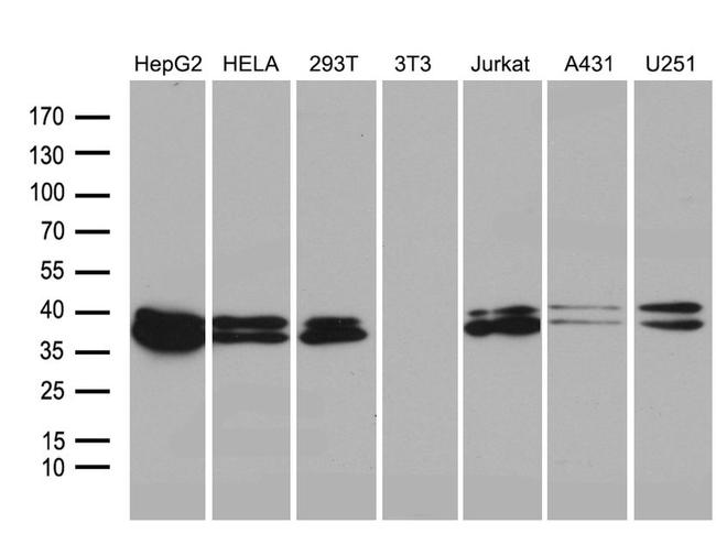 SUGT1 Antibody in Western Blot (WB)