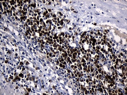 ZFP37 Antibody in Immunohistochemistry (Paraffin) (IHC (P))