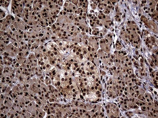 PSMA7 Antibody in Immunohistochemistry (Paraffin) (IHC (P))