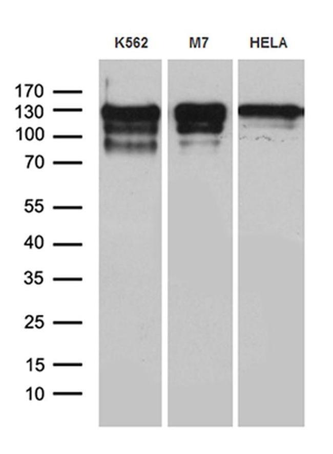 NCOA7 Antibody in Western Blot (WB)
