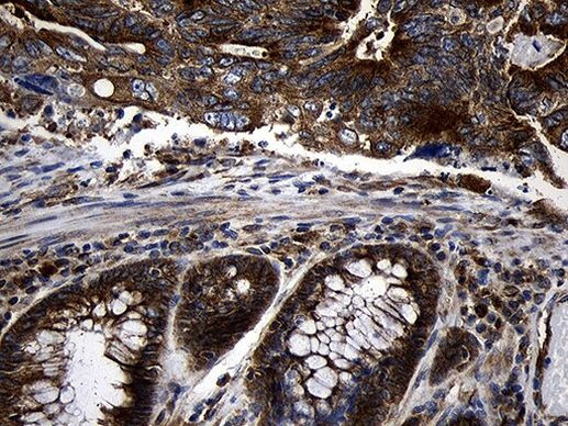 RNase11 Antibody in Immunohistochemistry (Paraffin) (IHC (P))
