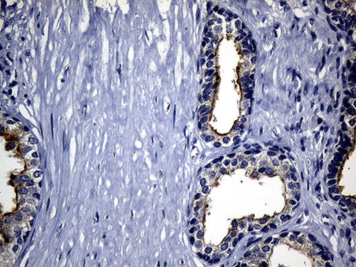 SYTL4 Antibody in Immunohistochemistry (Paraffin) (IHC (P))