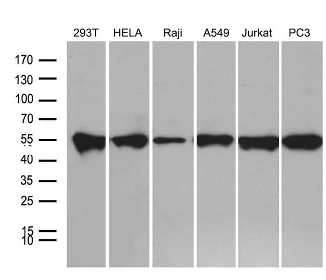 BAG5 Antibody in Western Blot (WB)
