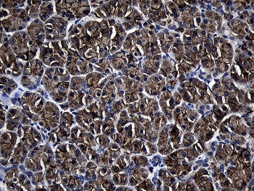 Aquaporin 8 Antibody in Immunohistochemistry (Paraffin) (IHC (P))