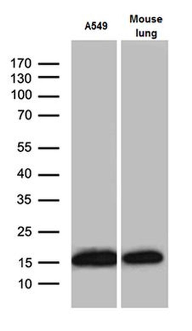 RPL27 Monoclonal Antibody (OTI6D3) (MA5-27374)