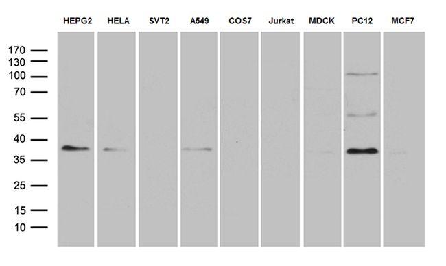 DUSP5 Antibody in Western Blot (WB)