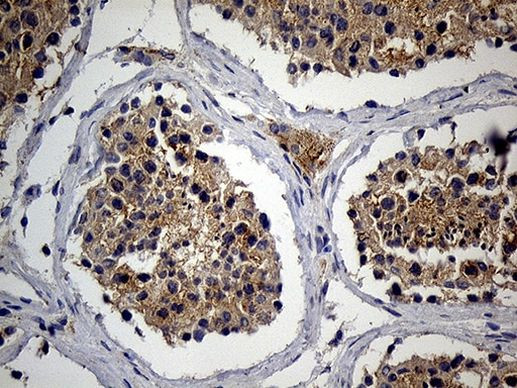 RNASE9 Antibody in Immunohistochemistry (Paraffin) (IHC (P))