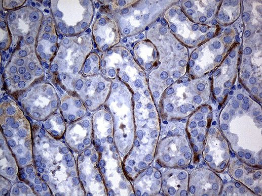 SEC11A Antibody in Immunohistochemistry (Paraffin) (IHC (P))