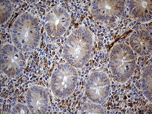 IFITM2 Antibody in Immunohistochemistry (Paraffin) (IHC (P))