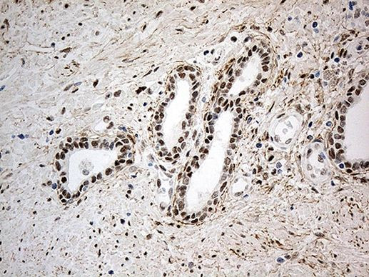 IRF2BP1 Antibody in Immunohistochemistry (Paraffin) (IHC (P))
