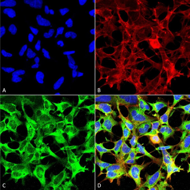 Sulfotyrosine Antibody in Immunocytochemistry (ICC/IF)