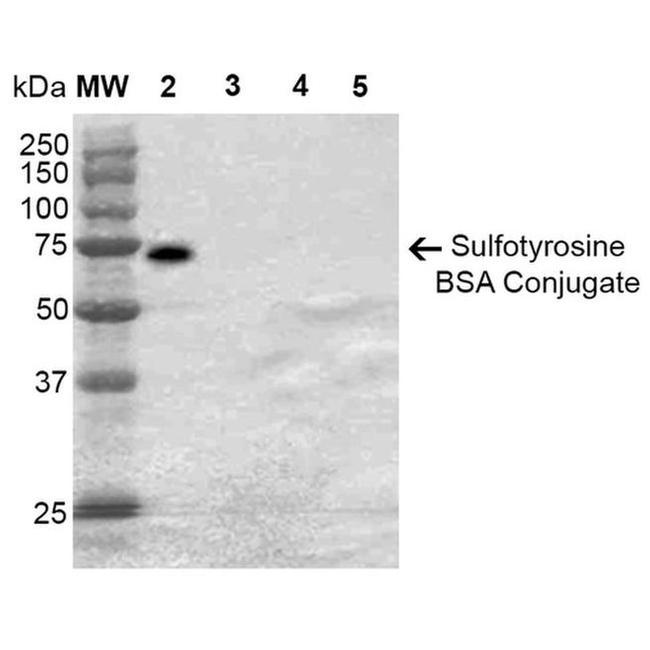 Sulfotyrosine Antibody in Western Blot (WB)