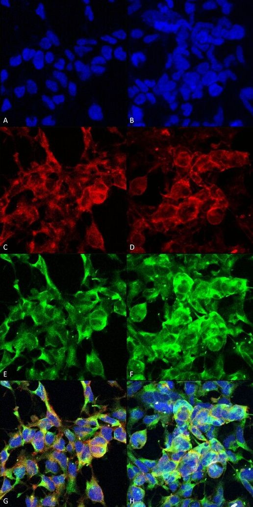 Methylglyoxal Antibody in Immunocytochemistry (ICC/IF)
