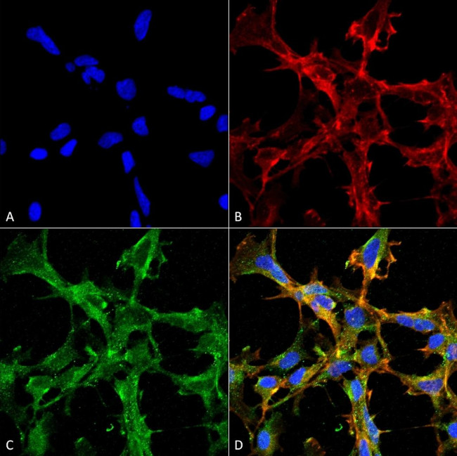 Citrulline Antibody in Immunocytochemistry (ICC/IF)