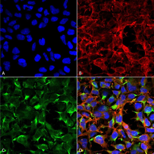 Dityrosine Antibody in Immunocytochemistry (ICC/IF)