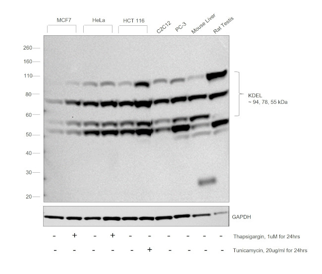 KDEL Antibody in Western Blot (WB)