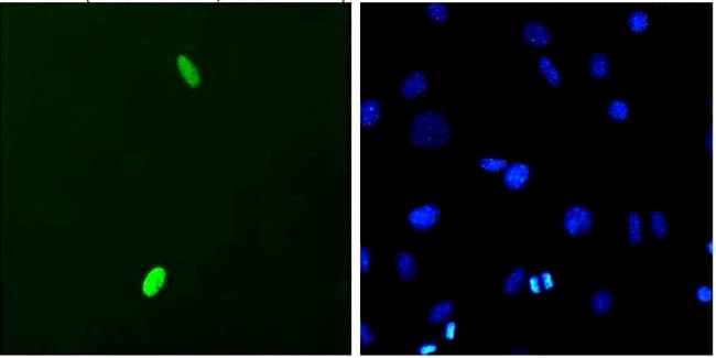 DUX4 Antibody in Immunocytochemistry (ICC/IF)